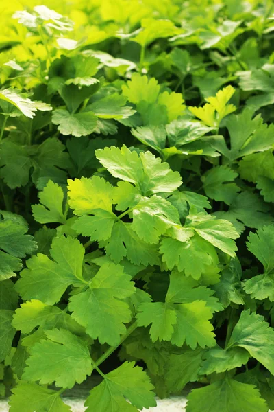 Celery is a vegetable in hydroponic farm. — Stock Photo, Image