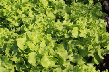 tereyağı baş sebze hydroponic çiftlik