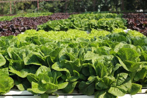 Butterkopfgemüse in hydroponischer Landwirtschaft — Stockfoto