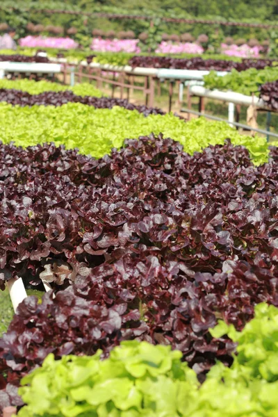 Smör huvud grönsak i hydrokultur gård — Stockfoto