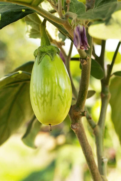 Green eggplant and flower in garden — Stock Photo, Image