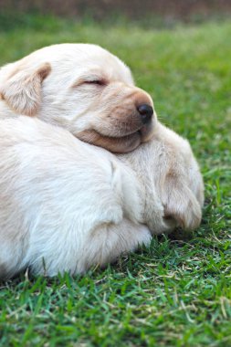 Labrador yavru yeşil çimen - üç haftalık uyku.