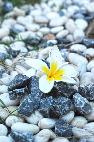 White frangipani flower on the stone — Stock Photo, Image