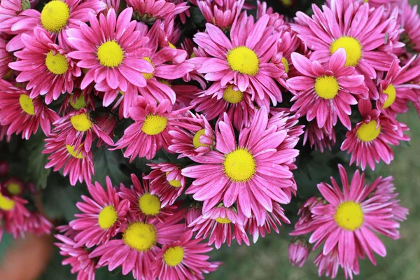 Bahçede pembe gerbera çiçekleri — Stok fotoğraf