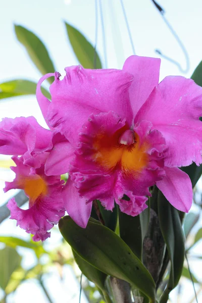 Orchidee di Cattleya - fiori rosa in natura — Foto Stock