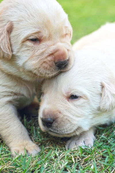 Labrador puppies op groen gras - drie weken oud spelen. — Stockfoto