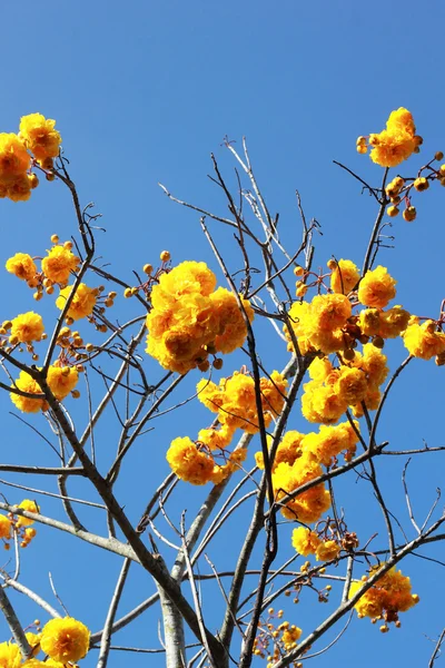 Flor amarilla con cielo azul — Foto de Stock