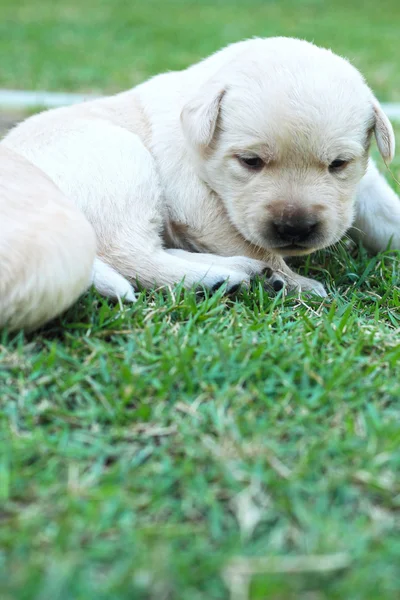 Playing labrador puppies on green grass - three weeks old. — Stock Photo, Image