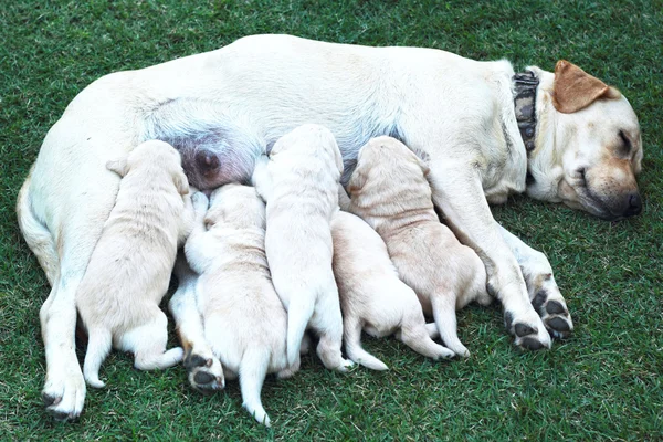 Labrador štěňata sát mléko z prsu matky psa. — Stock fotografie