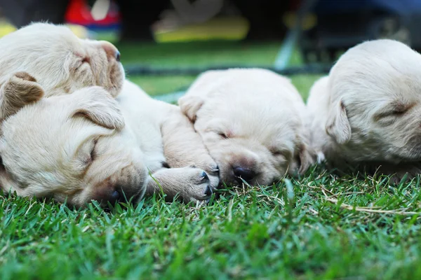 हिरव्या गवत वर झोपलेले लॅब्रेडर कुत्रे तीन आठवडे जुने . — स्टॉक फोटो, इमेज
