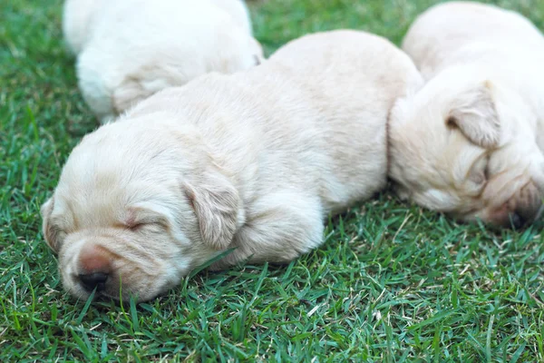 Sleeping labrador puppies on green grass - three weeks old. — Stock Photo, Image