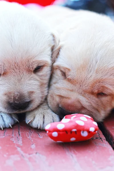 Giocare cuccioli labrador su erba verde - tre settimane . — Foto Stock