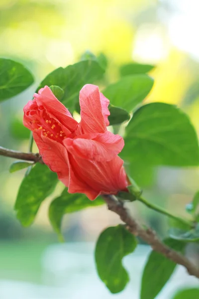 Hibiscus bloemen - oranje bloem in tuin — Stockfoto