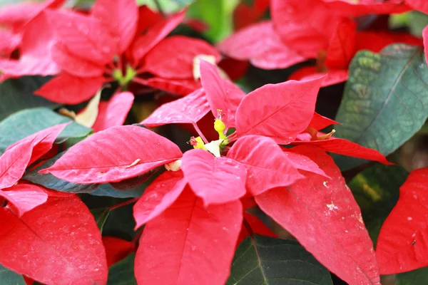 Piękne poinsettia. czerwony kwiat Boże Narodzenie w ogrodzie — Zdjęcie stockowe