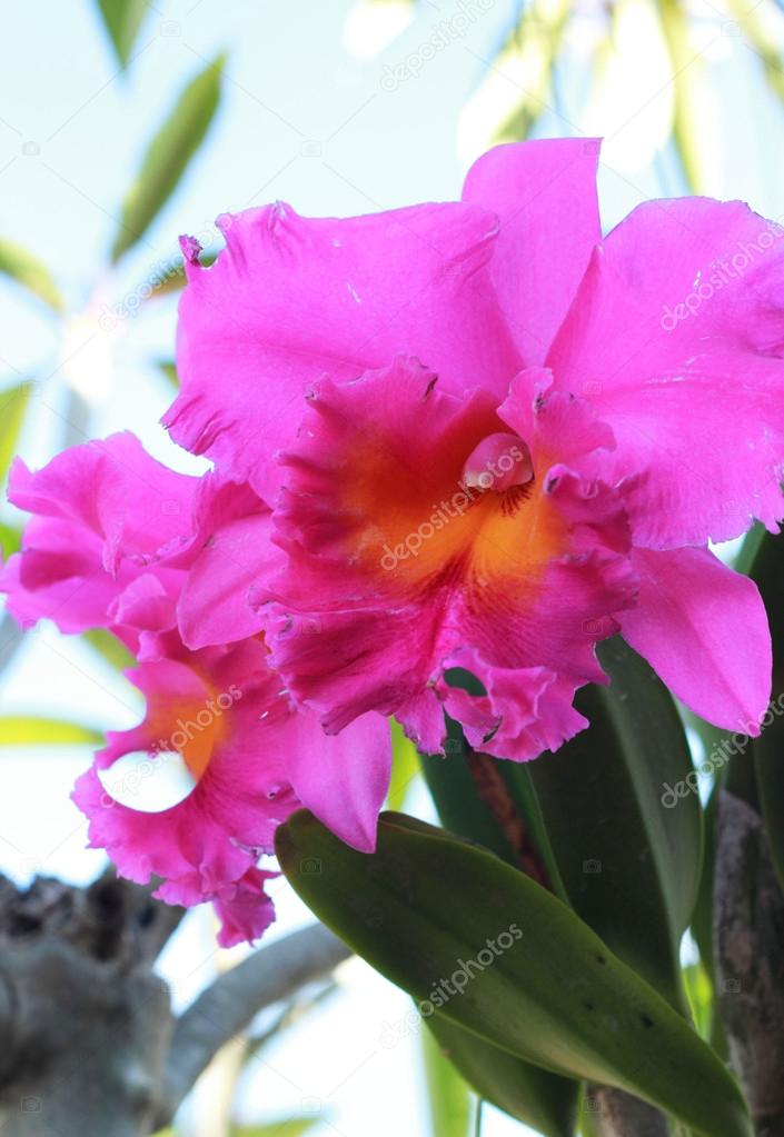 Cattleya orchids - pink flowers in nature