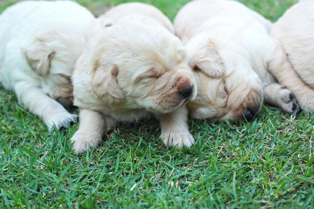 sleeping labrador puppies on green grass - three weeks old.