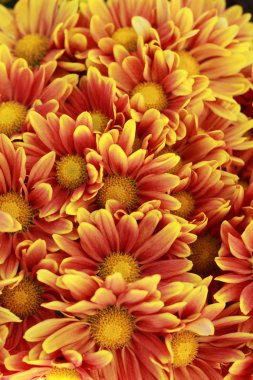 gerbera çiçekleri Bahçe