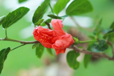 Hibiscus çiçek - Turuncu Çiçek Bahçe
