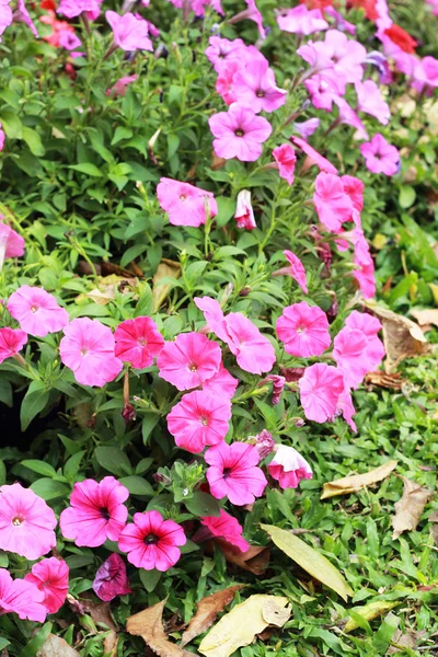 Petunia's bloem in de tuin — Stockfoto