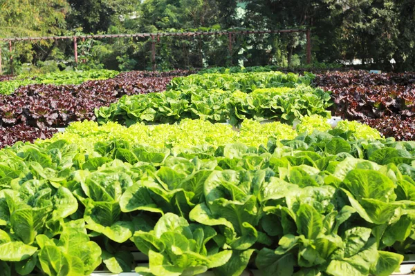 Butter head vegetable in hydroponic farm — Stock Photo, Image