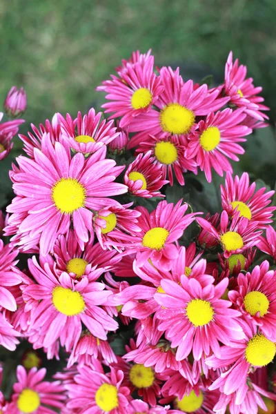 Roze gerbera bloemen in de tuin — Stockfoto