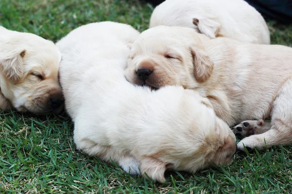 Filhotes labrador adormecidos na grama verde - três semanas de idade . — Fotografia de Stock