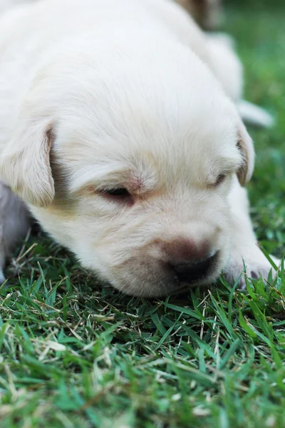 Filhotes labrador adormecidos na grama verde - três semanas de idade . — Fotografia de Stock