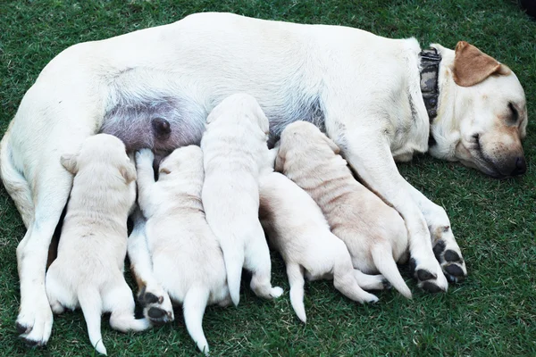 Labrador puppies zuigen melk van de moeder hond borst. — Stockfoto