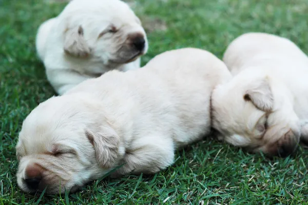 Filhotes labrador adormecidos na grama verde - três semanas de idade . — Fotografia de Stock