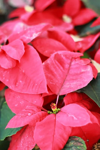 Piękne poinsettia. czerwony kwiat Boże Narodzenie w ogrodzie — Zdjęcie stockowe