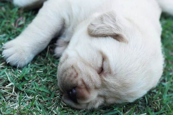 Filhotes labrador adormecidos na grama verde - três semanas de idade . — Fotografia de Stock