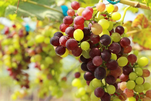 Fresh grapes in the vineyard — Stock Photo, Image