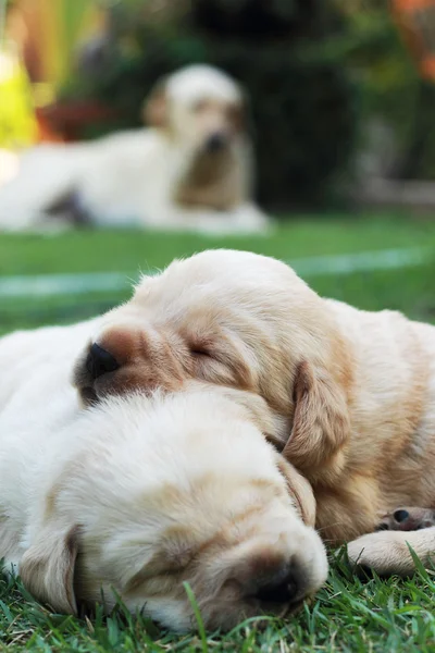 Sleeping labrador puppies on green grass - three weeks old. Royalty Free Stock Photos