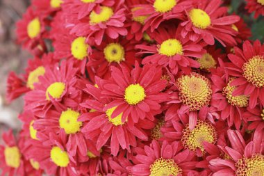 gerbera çiçekleri Bahçe