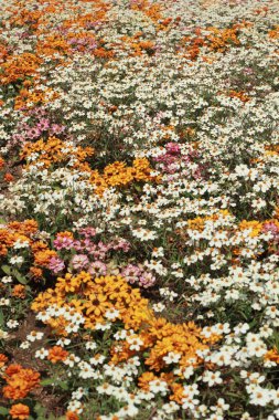 Bahçedeki papatya çiçekleri