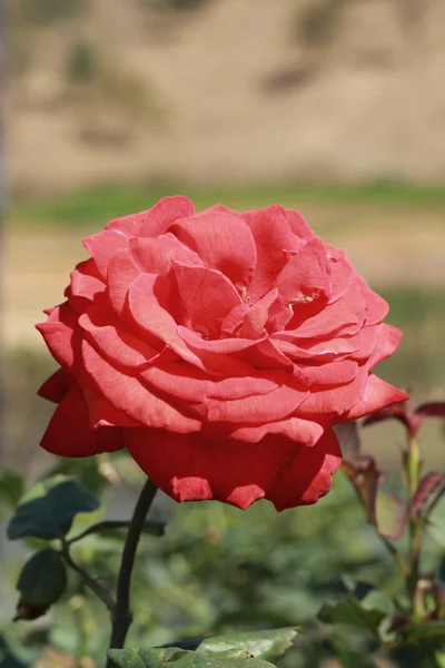 Κόκκινο τριαντάφυλλο στον κήπο — Φωτογραφία Αρχείου