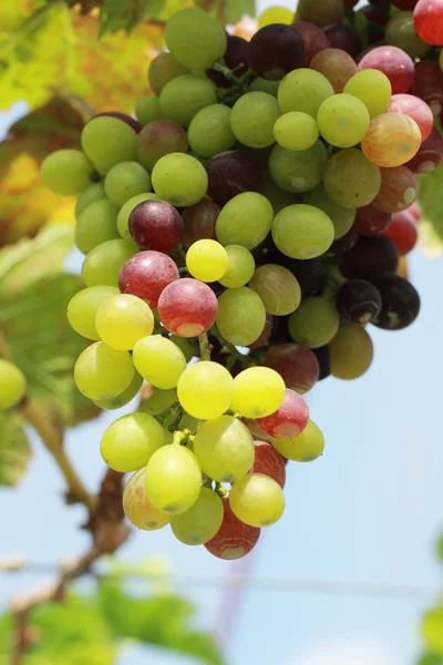 Uvas frescas na vinha — Fotografia de Stock