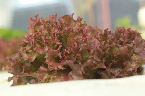 Red coral vegetable in hydroponic farm — Stock Photo, Image