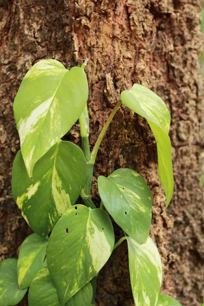 Groene bladeren aan de bomen op de achtergrond. — Stockfoto