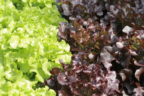 Butter head vegetable in hydroponic farm — Stock Photo, Image