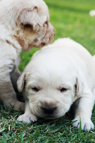 Jogar filhotes labrador na grama verde - três semanas de idade . — Fotografia de Stock