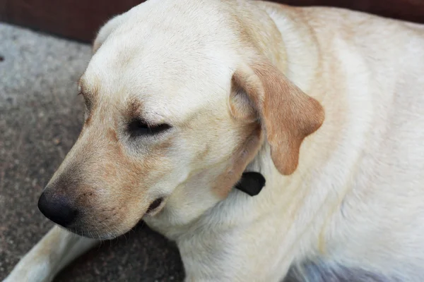 Labrador retriever in het huis — Stockfoto