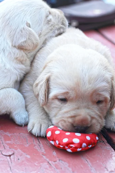 Durmiendo cachorros labrador sobre hierba verde - tres semanas de edad . — Foto de Stock