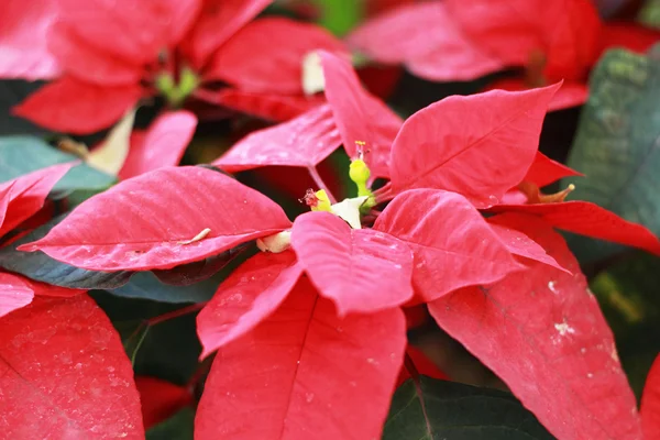 Hermosa poinsettia. flor roja de Navidad en el jardín —  Fotos de Stock