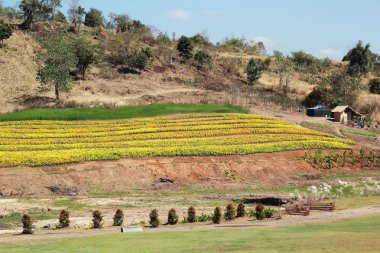 Manzaralı doğal güzelliği ile sarı bir çiçek.