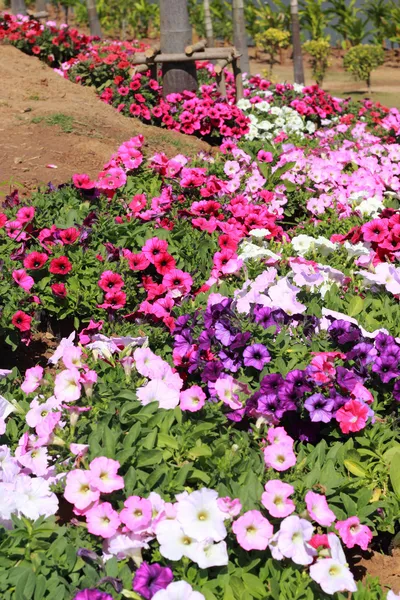 Bellissimi fiori colorati in giardino. — Foto Stock