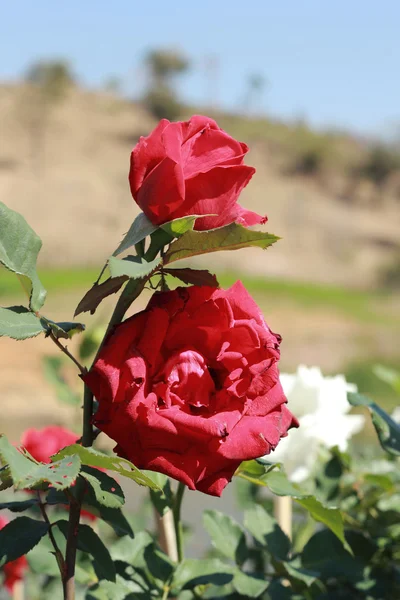 Rode roos in de tuin — Stockfoto