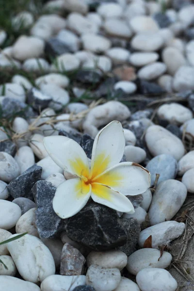 White frangipani flower on the stone — Stock Photo, Image