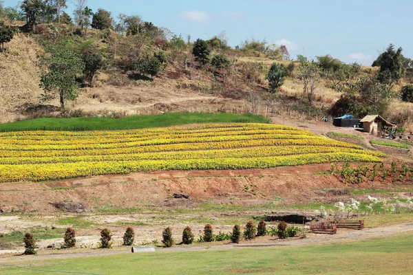 Manzaralı doğal güzelliği ile sarı bir çiçek.