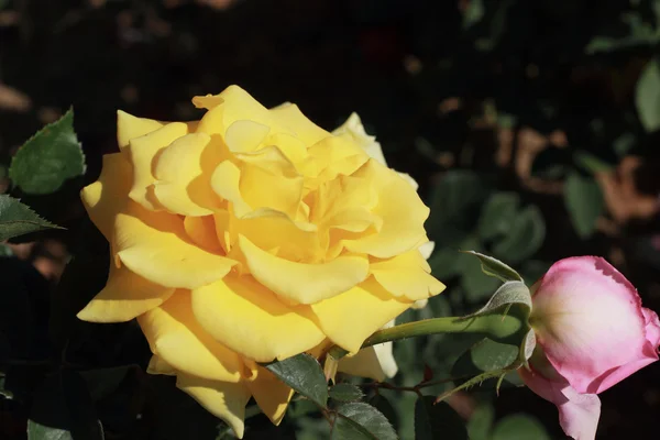Rosa gialla in giardino — Foto Stock